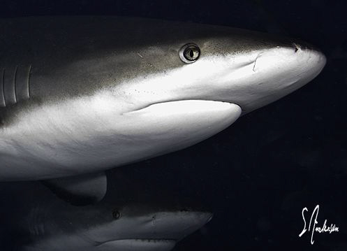 Closeup of a Reef Shark and another one lurking in the sh... by Steven Anderson 