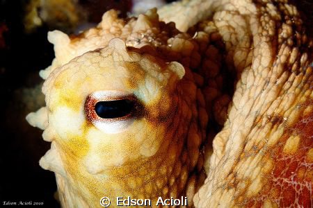 Eye of Octopus. Nikon D90, 60mm lens, two YS-120 strobes. by Edson Acioli 