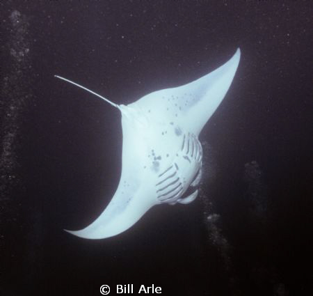 Night manta dive.  Big Island, Hawaii.  Canon G10, Ikelit... by Bill Arle 