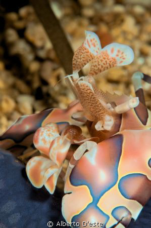Arlequin Shimp by Alberto D'este 