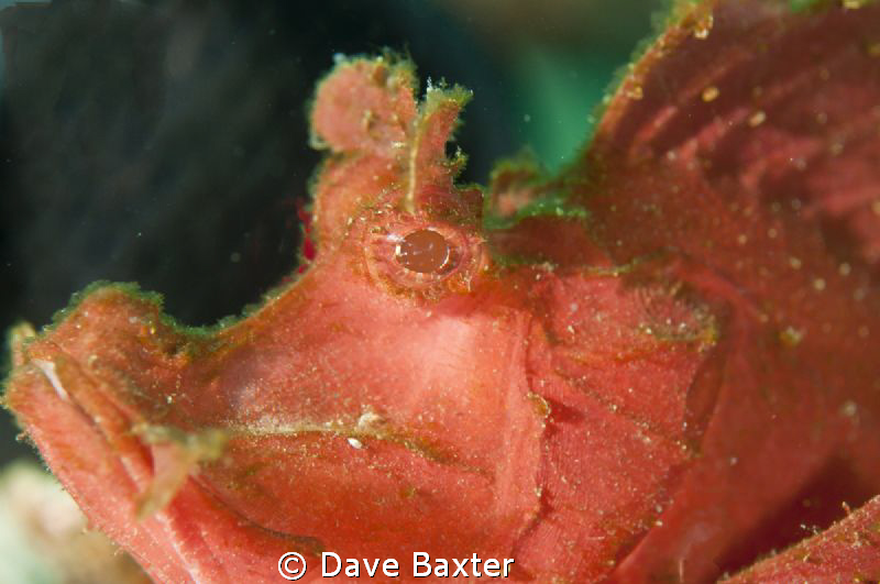 pink/red rino by Dave Baxter 