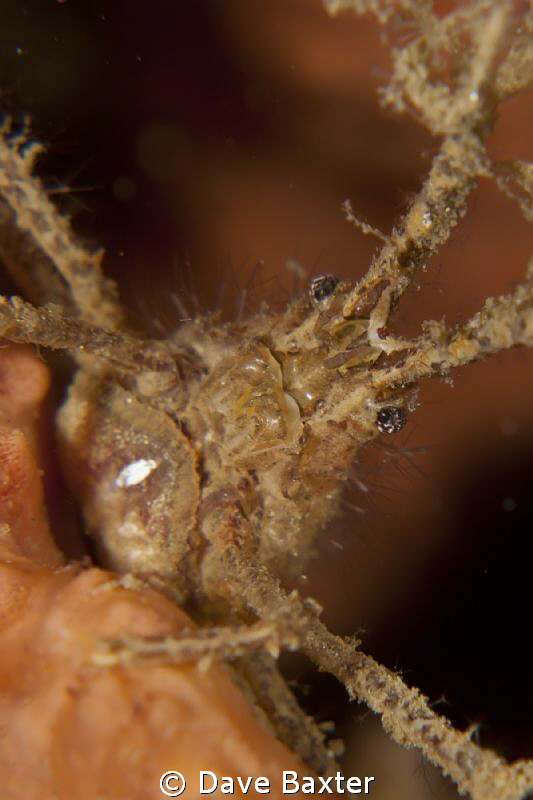grumpy ole man crab by Dave Baxter 