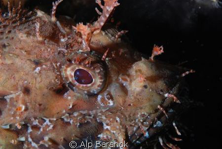 Stone fish from Bodrum Turkiye. by Alp Baranok 