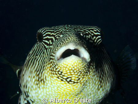 Night dive in Sipalay - PH - by Alberto D'este 