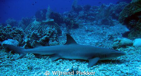 Whitetip resting by Wijnand Plekker 