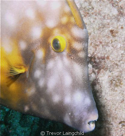 Buttterflyfish  Saint Maarten
Sea and Sea Dx2G
Brought ... by Trevorlaingchild Laingchild 
