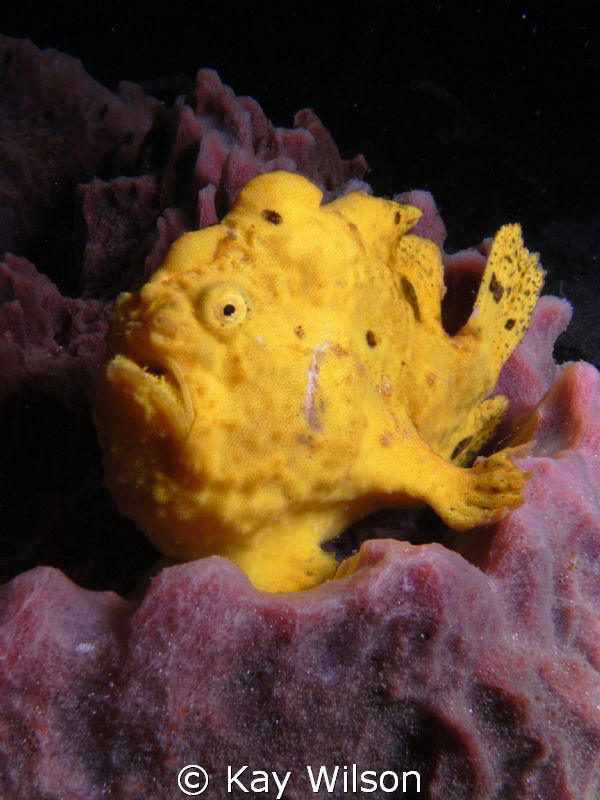 Long Lure Frog Fish Sea and Sea DX1G  / YS100a by Kay Wilson 