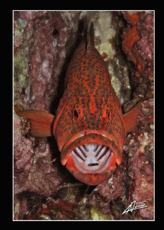 cleaning time for a coral grouper by Adriano Trapani 