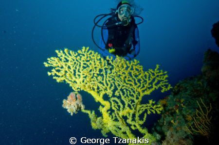 YELLOW GORGONIANS by George Tzanakis 