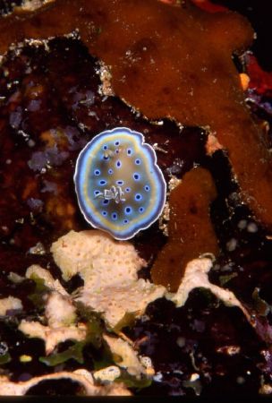 nudibranc saint jhons reef red sea egypt by Marco Zanini 
