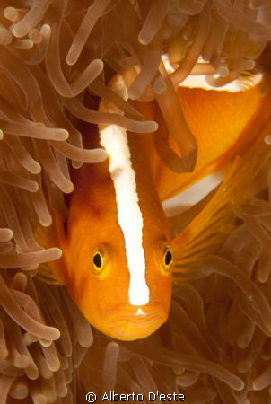 Clown Fish in Cagayan Island - PH by Alberto D'este 