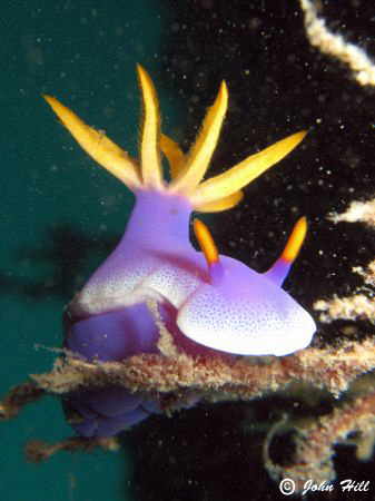 A type of Hypselodoris? Nudibranchia :) by John Hill 