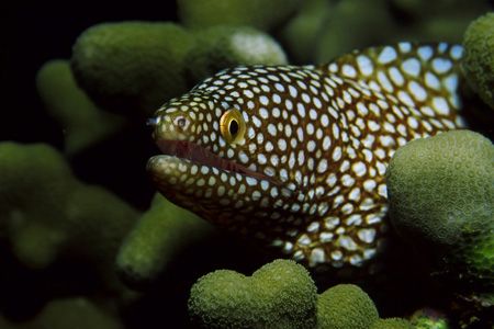 Whitemouth moray eel photographed at Hanauma Bay, Oahu, H... by Glenn Cummings 