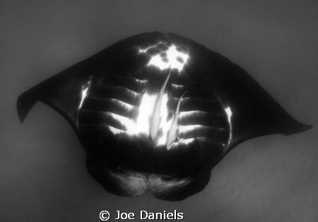 Manta Ray, Coral Bay Ningaloo Reef by Joe Daniels 