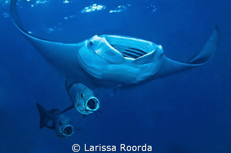 Open wide! by Larissa Roorda 