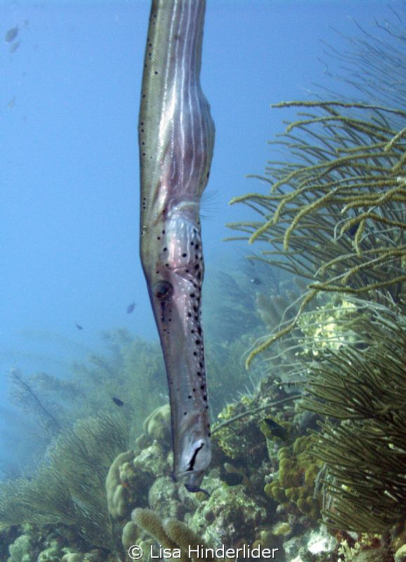 Perhaps where the term "stuffed to the gills" came from!? by Lisa Hinderlider 