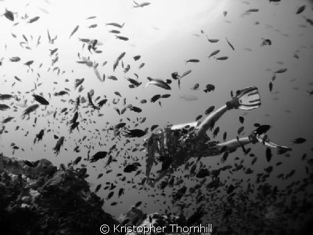 There were so many fish in the Gulf of Thailand! by Kristopher Thornhill 