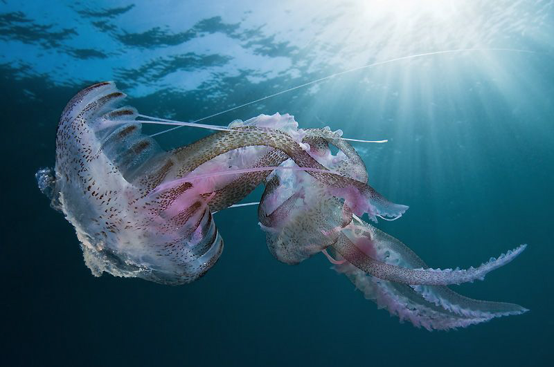 this two Pelagia noctiluca making "la ola" underwater" :) by Roland Bach 