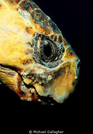 Loggerhead turtle portrait, taken today at Julian Rocks, ... by Michael Gallagher 