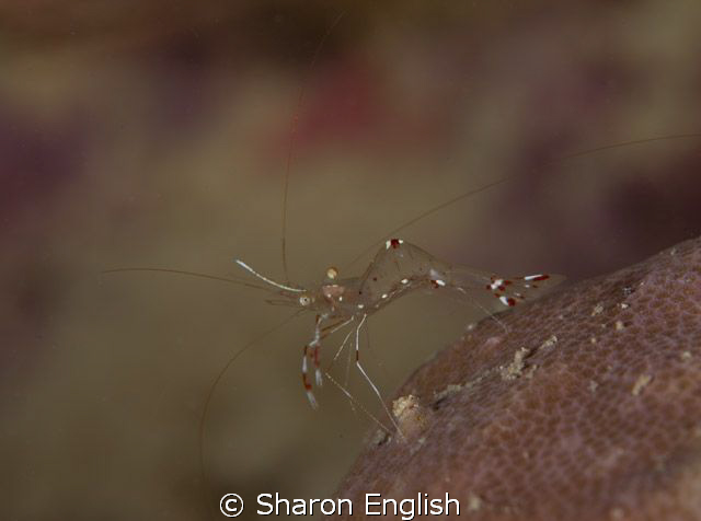 Shrimp Guts by Sharon English 