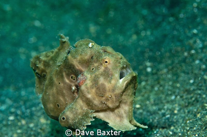 frog jump by Dave Baxter 