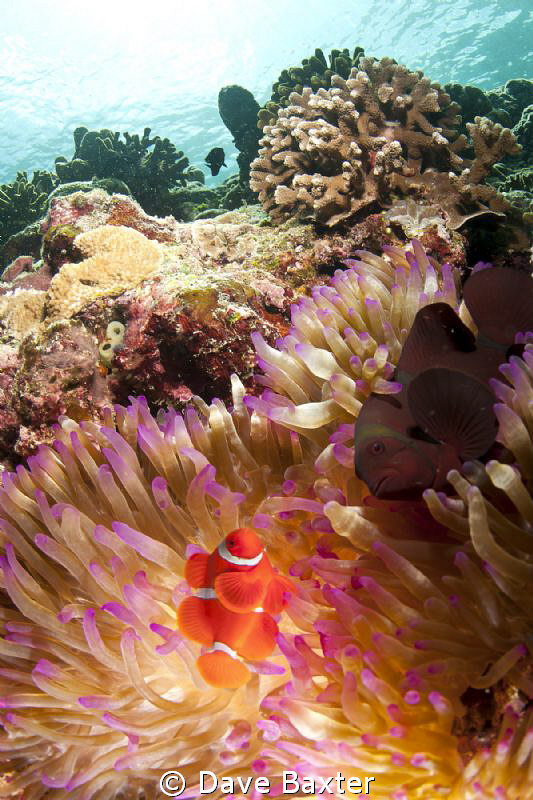 nemo by Dave Baxter 