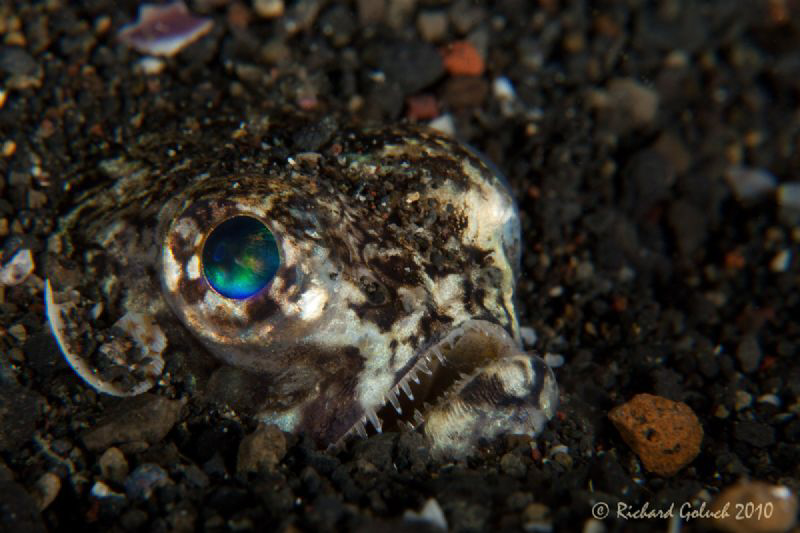 Snakefish-Lembeh by Richard Goluch 