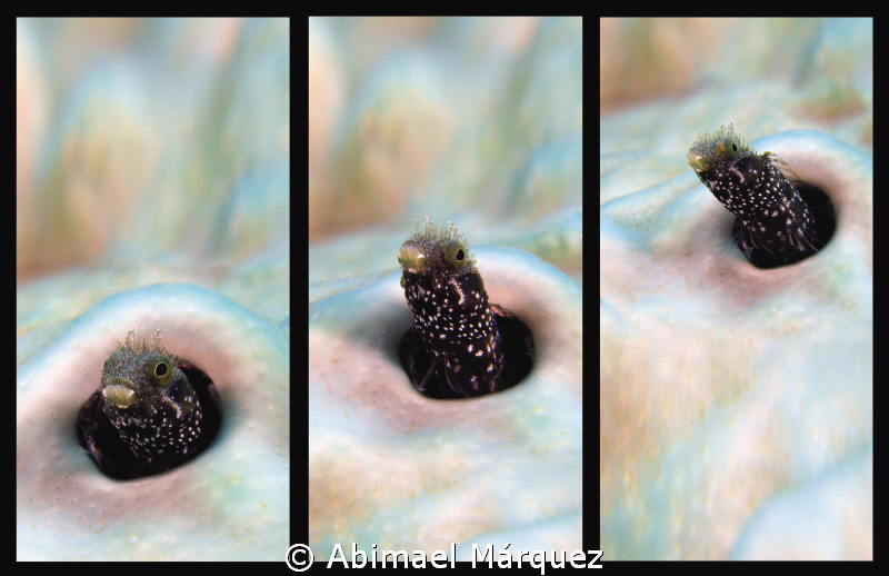 Triptic, Culebra, PR. by Abimael Márquez 