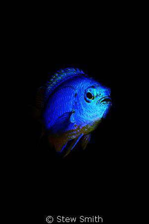 100mm macro 350D by Stew Smith 