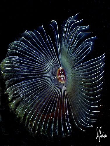 This image of a Split Crown Feather Duster was taken duri... by Steven Anderson 