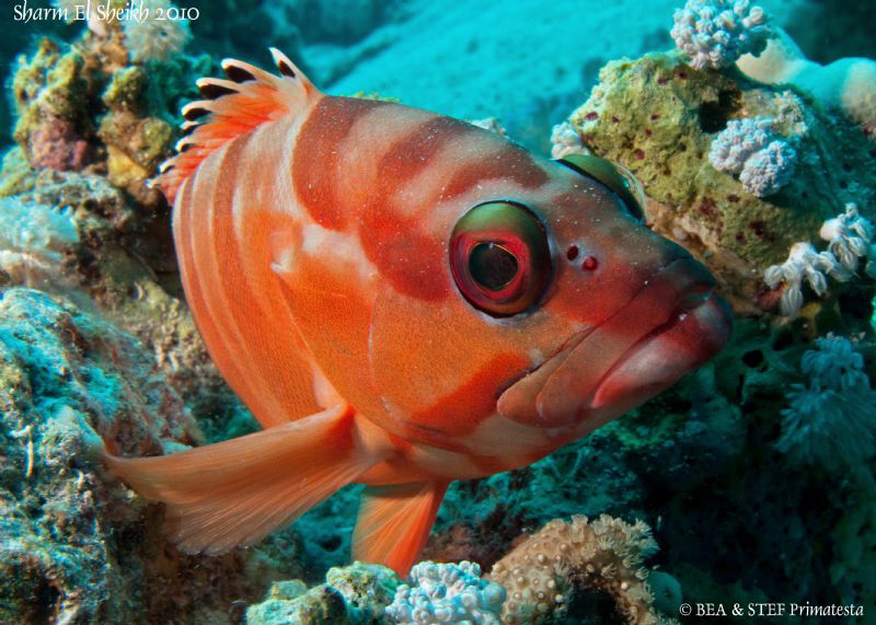 Red grouper. Canon Ixus 980. by Bea & Stef Primatesta 