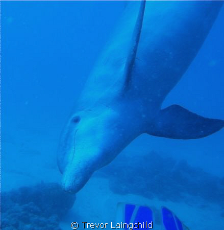 Terrible visibility, amost did not dive. This guy came in... by Trevor Laingchild 