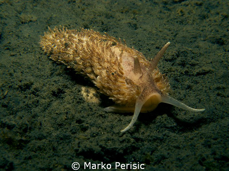 Aeolidiella Glauca by Marko Perisic 