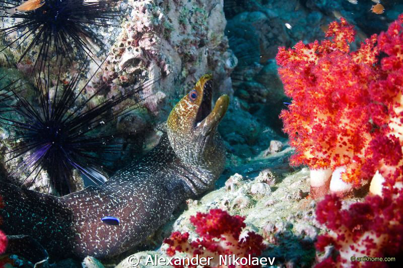 In the coral garden by Alexander Nikolaev 