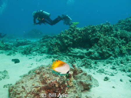 Threadfin Butterfly and divers.  Big Island, Hawaii. by Bill Arle 