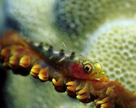 Whip coral goby; Lanai Lookout, Oahu, Hawaii. by Glenn Cummings 