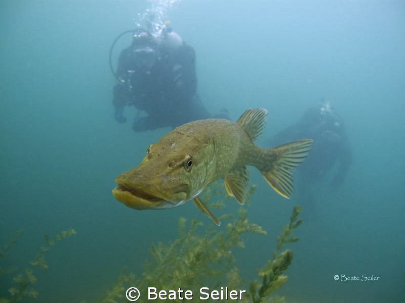 Northern pike followed by my two buddies by Beate Seiler 