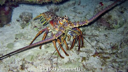 20+ pound spiny lobster on night dive by Bob Jeannetti 