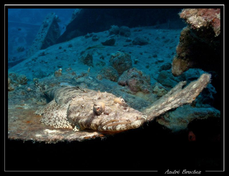 Poisson crocodile sur l'épave du Thistlegorm by André Bruchez 
