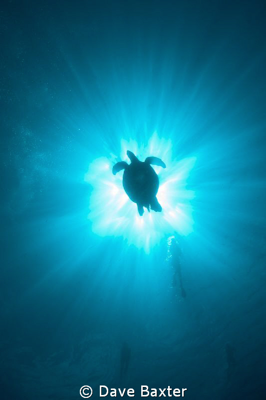 turtle on 1 of the Manado walls by Dave Baxter 