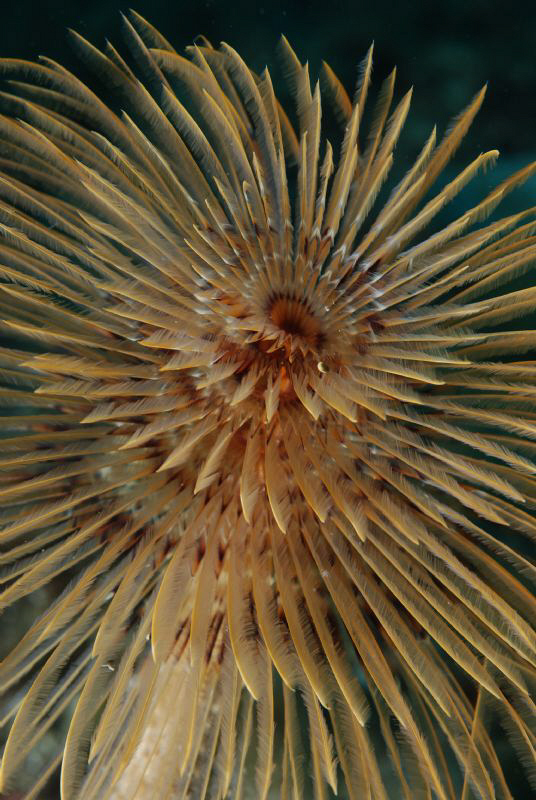 Tube W. at Sandela, near Biograd / Croatia. by Andy Kutsch 