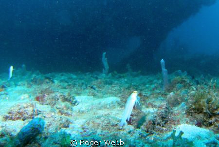 Usually very timid, I found by lying on the bottom and mo... by Roger Webb 