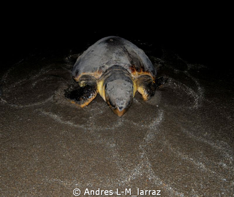 Full moon, Post partum. Going back into the water by Andres L-M_larraz 