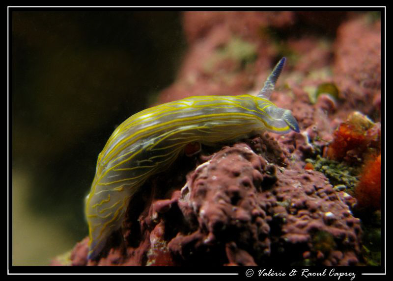 1,5 cm of colors (0,6 inches) by Raoul Caprez 