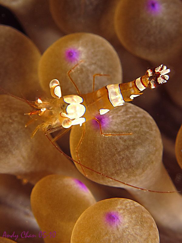 Dancing Shrimp- Padang Bai
Canon S90 + Inon UCL 165 + SB... by Andy Chan 