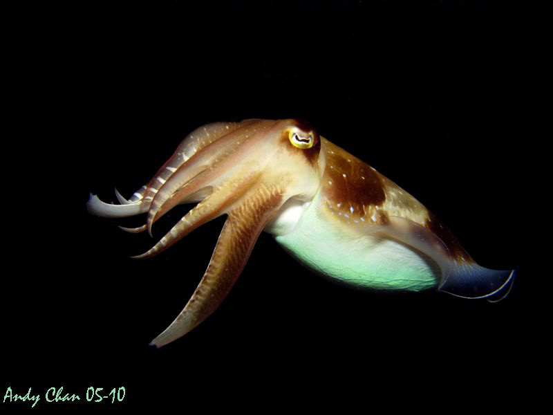 Cuttle Fish - Padang Bai, Bali
Canon S 90 + SB 105 by Andy Chan 