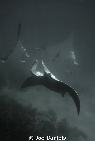 Mating Chain of Mantas by Joe Daniels 