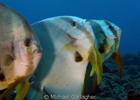 Say Aaaaaaaaaahhh!!! A trio of Batfish lining up for a cl... by Michael Gallagher 
