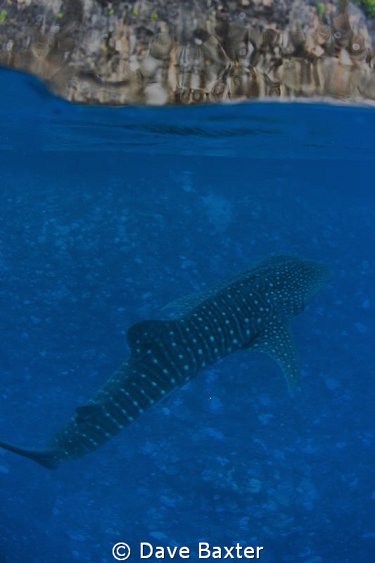 whaleshark and the island of Christmas taken during the s... by Dave Baxter 