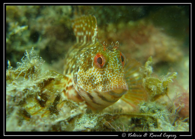Hellooo !
Picture taken in the Cap d'Agde by Raoul Caprez 